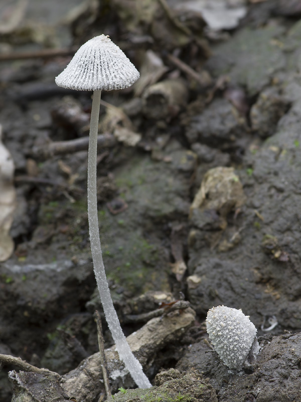 Coprinopsis narcotica